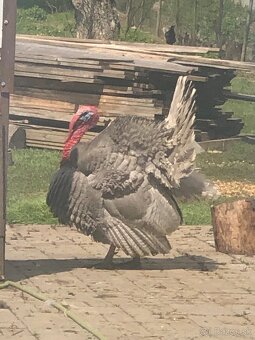 Morka Česká šedá bielolemovaná predaj - 3