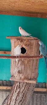 Alexander maly,papagaj horsky - 3