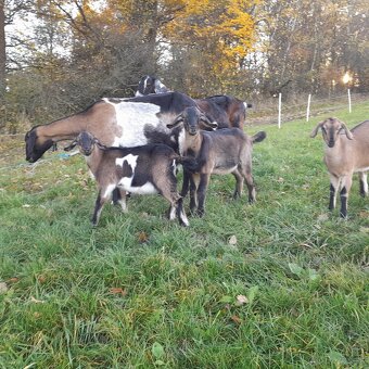 Podielova AN koza , capko - 3