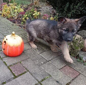 Nemecký ovčiak šteniatka - 3