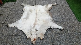 Trofeje, parohy, preparaty - 3