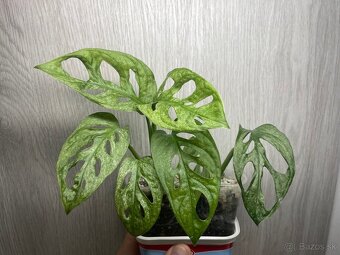Monstera adansonii mint - 3
