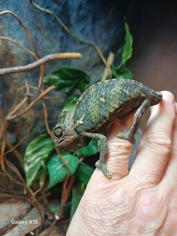 Chameleon jemensky - 3
