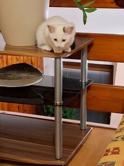 Darujeme maciatka - 3