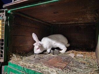 Predam králiky - 3