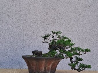 Bonsai / bonsaj - rozne, foto v prilohe, ponuka v texte - 3