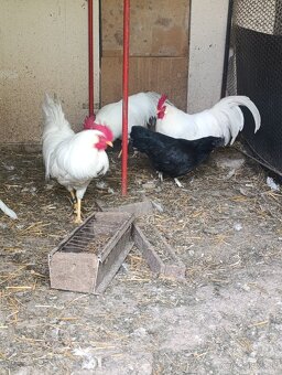 Leghorn kohút - 3