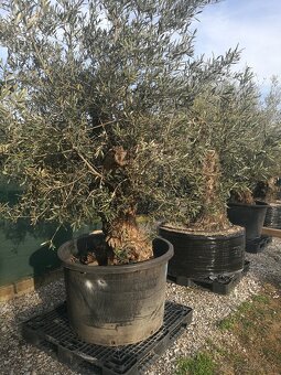 Olivovník bonsai - 3