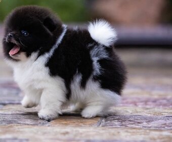 Pomeranian - 3