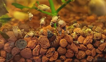 Piskorka grafitová (Tarebia granifera) - 3