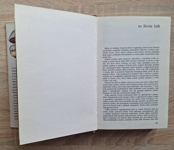 Huby lesov, poli a luk - 3