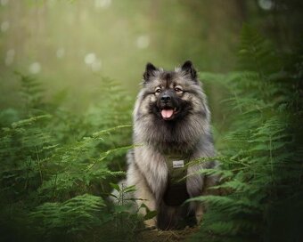 Nemecký vlčí špic - KEENSHOND - 3