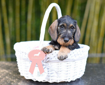 Jazvečík hrubosrstý trpasličí - králičí s PP - 3