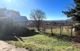 Vinohrad s chatou a 2 pivnicami v Tokajskej oblasti - 3