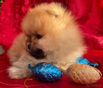 Pomeranian s PP - 3