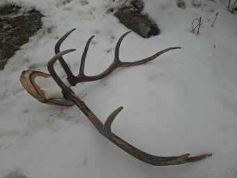 Parohy,zhody,trofej,dekoracia - 3