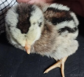 Kuriatka Araucana - 3