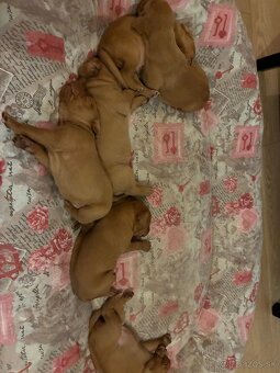 ŠTENIATKA MAĎARSKEJ VIZLY NA PREDAJ – narodené 22.10. - 3