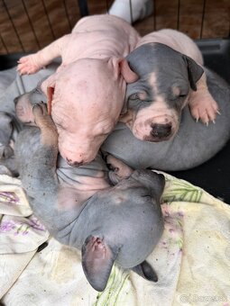 Americky bezsrsty terier - 3