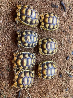 Suchozemska korytnačka Testudo marginata - 3