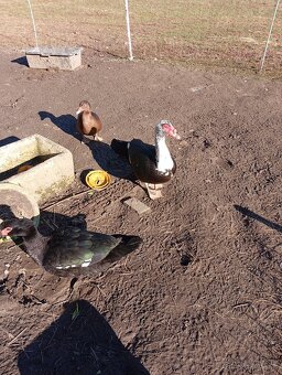 Čínske kačky 7 ks - 3