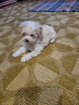 Pudel trpasličí - 3