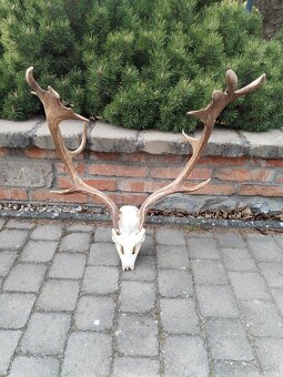 Madailova trofej daniela - 3