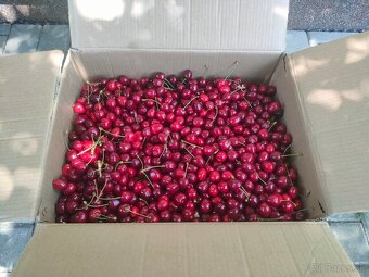 Predám cerešne - 3