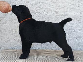 Labrador Retriever s PP - 3