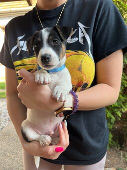 Jack Russell Terrier - 3