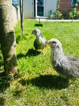 Araucana striebornokrka. - 3