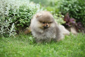 🐶 Nádherný pejsek pomeraniana – Orange sobolí barva 🧡 - 3