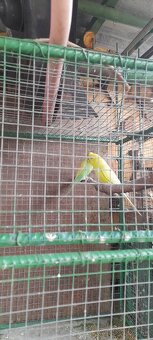 Predám mladé andulky - 3