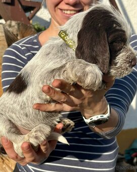 Taliansky spinone - 3