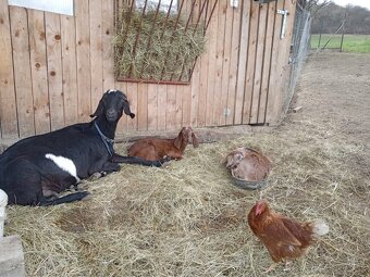 Predám plemenného 100% AN CAPA ZAHRA’S - 3