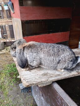 Francúzsky baran - 3