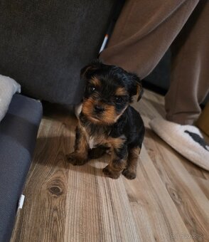 Predam šteniatka yorkshira - 3