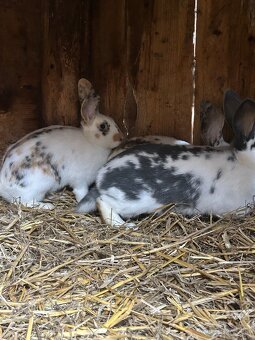 Predám králiky - 3