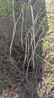 Paulownia Tomentosa volnokorenná minuloročná - 3