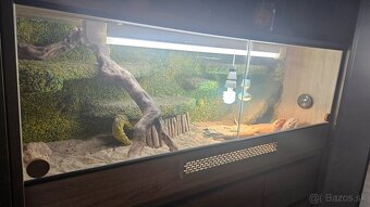 Agama bradata plus terarium - 3