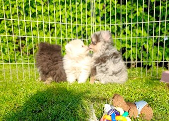 Pomeranian pomerian - 3