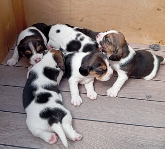 Predaj Beagle Tricolor - 3