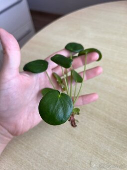 Izbové rastliny - pilea peperomioides a Epipremnum Divý Jano - 3