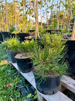 Borovica horská (pinus mugo) - 3