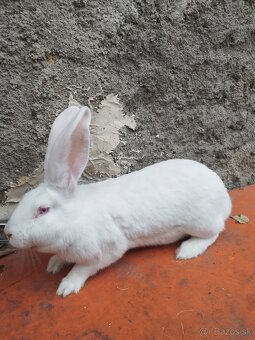 Predám samicu matka  hila a otec  belgický obor albín - 3