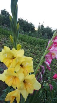 Predám gladioly MIX - 3