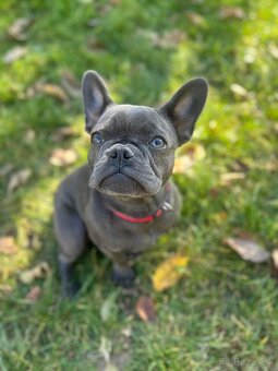 Francúzsky Buldoček - 3