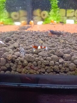 Dark red Ruby extrém mix - 3