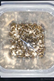 Melanoides tuberculatus-Vežovka malajská-Piškorka vežovitá - 3