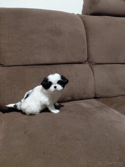 JAPAN CHIN - ŠTĚŇATA S PP - 3